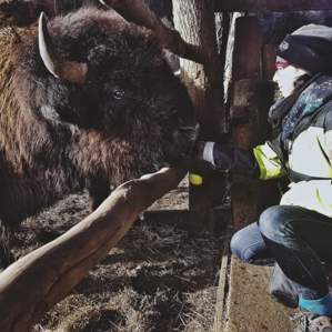 Rencontres animalières Rencontre avec le bison d'Europe
