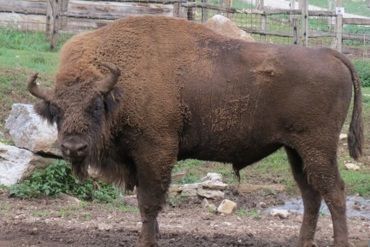 Rencontres animalières Rencontre avec le bison d'Europe