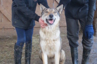 Rencontres animalières Rencontre avec les chiens-loups